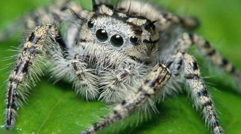 Örümcek nasıl bir canlıdır? Örümcek türleri hangileridir? – Böcekler